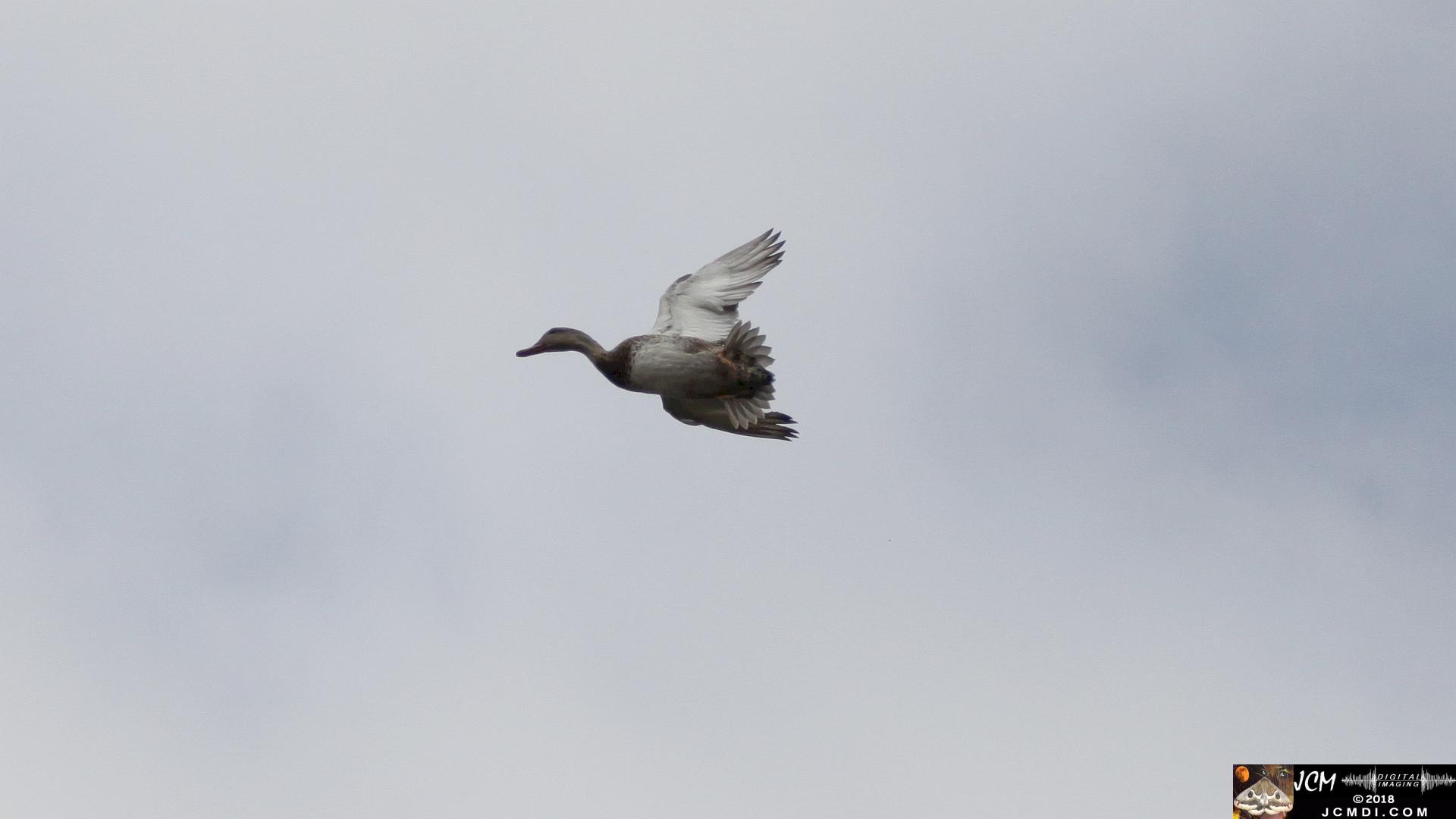 A Duck in flight at Bridgeport in Saugus, CA
